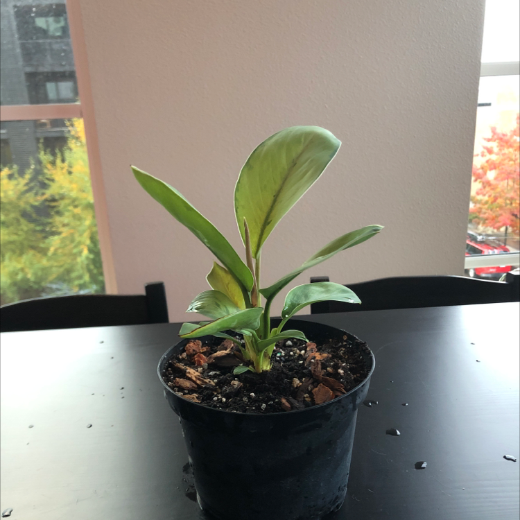 Homalomena 'Selby' plant in a black pot on a dark surface indoors.