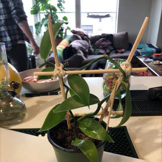 Flat Leafed Vanilla plant in Portland, Oregon