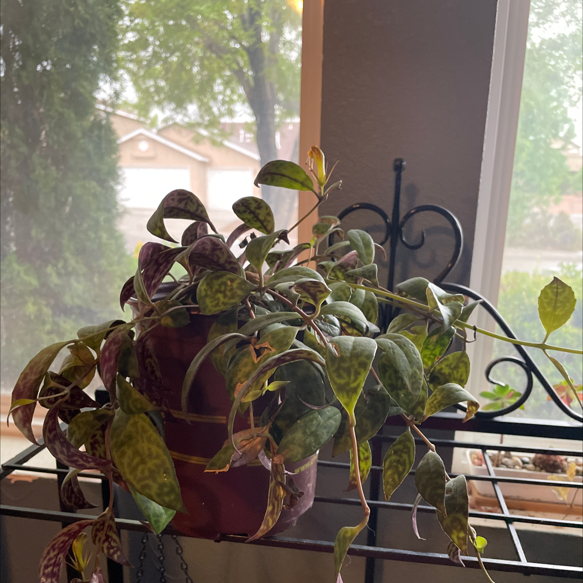 Black Pagoda Lipstick Plant in a pot near a window with some leaf discoloration.