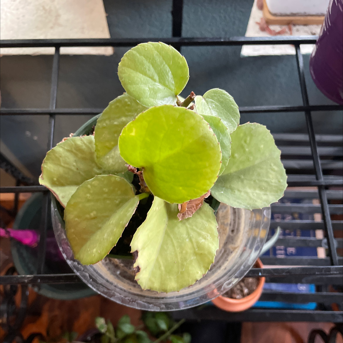Healthy grape ivy plant with bright green rounded leaves in a clear container, held by hands against a tile background.