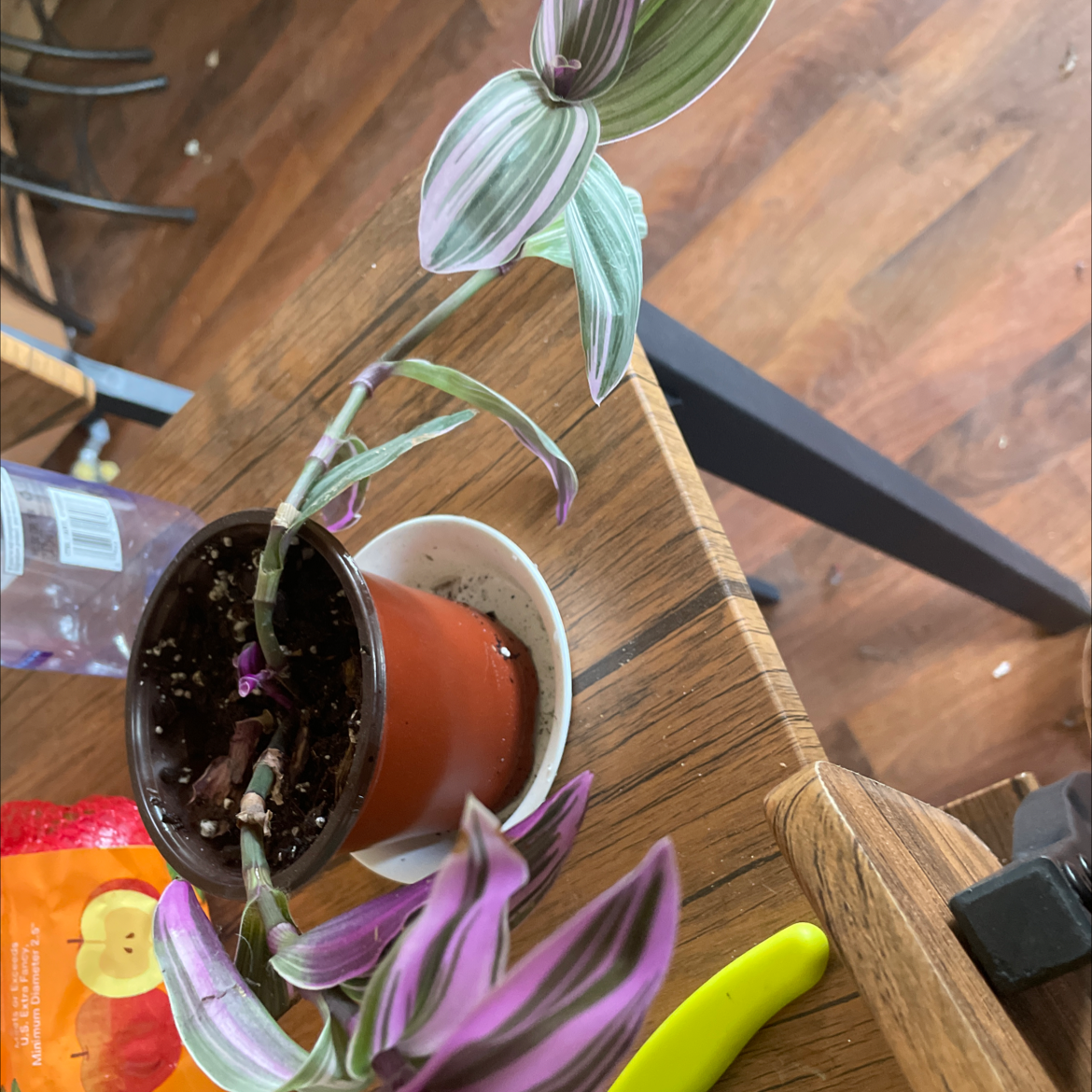 Lilac Tradescantia plant in a small pot on a wooden surface, with variegated purple and green leaves.