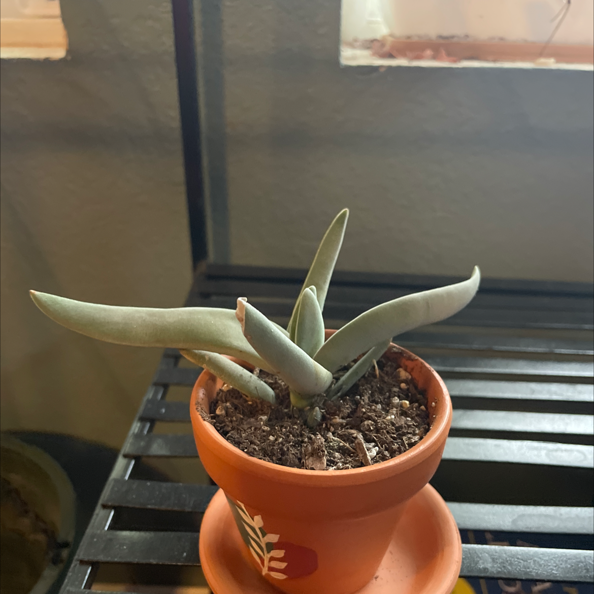 Airplane Plant in a terracotta pot with healthy, elongated leaves and visible soil.