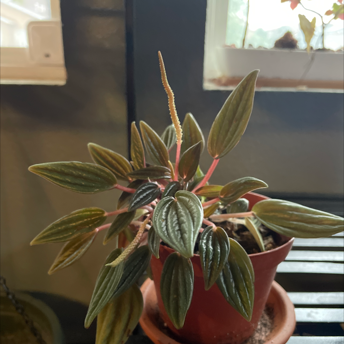 Peperomia 'Rosso' plant in a small pot, healthy leaves, well-framed and in focus.