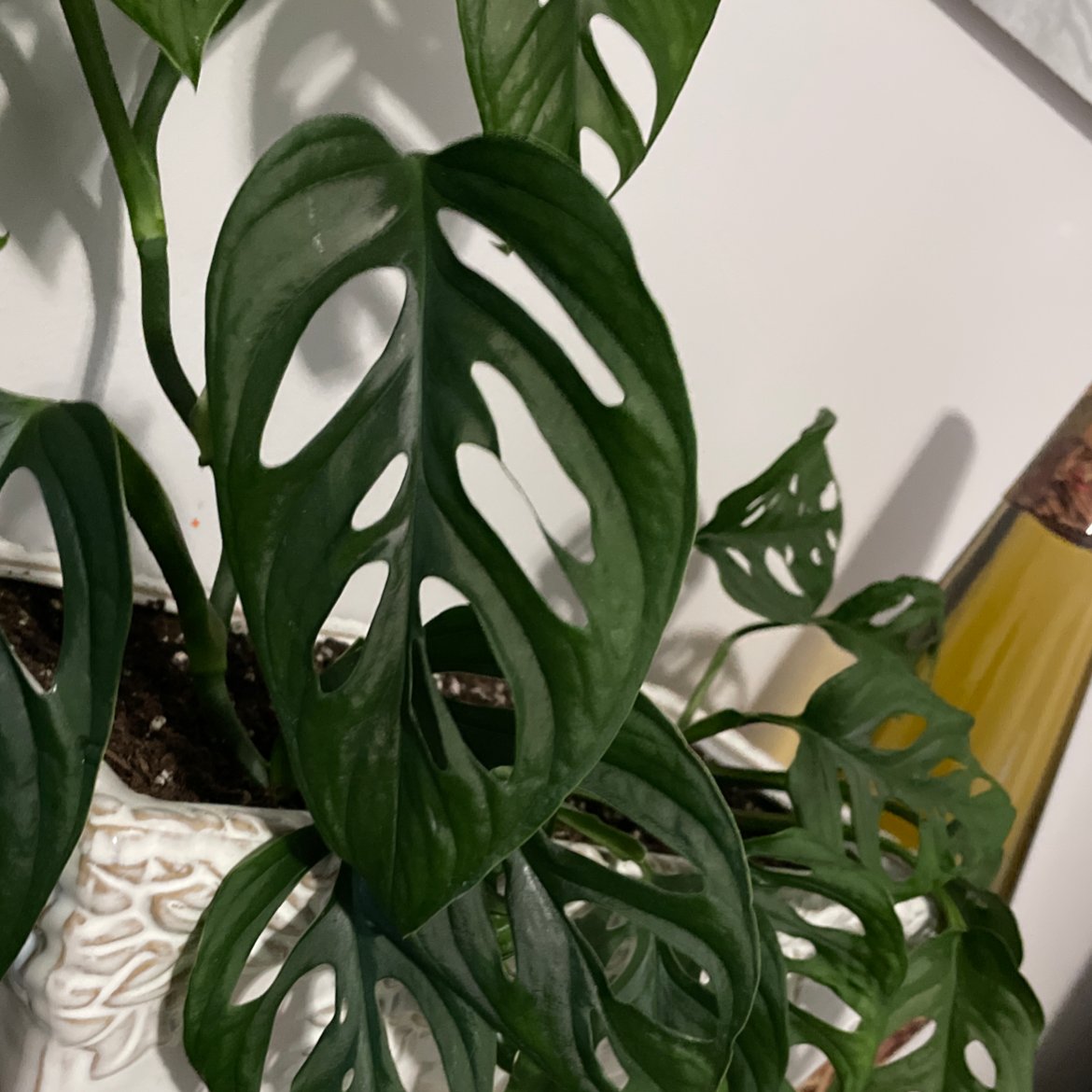 Window Leaf plant photo by @Wormbrainz named Swiss Cheese on Greg, the plant care app.