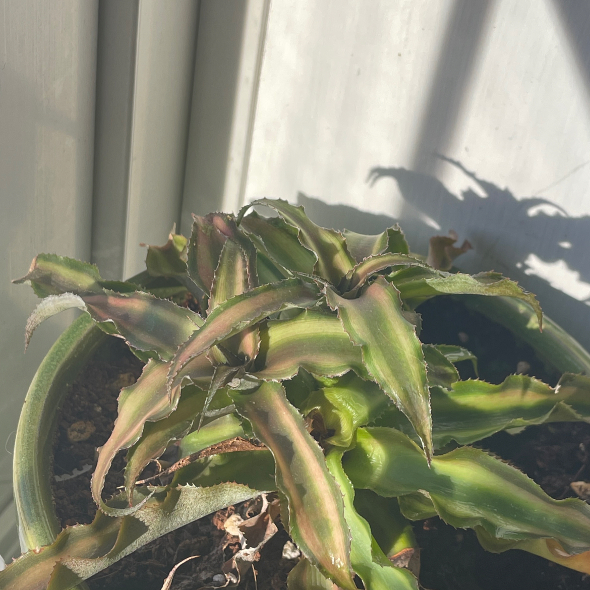 Earth Stars plant photo by @Wormbrainz named Kelp on Greg, the plant care app.