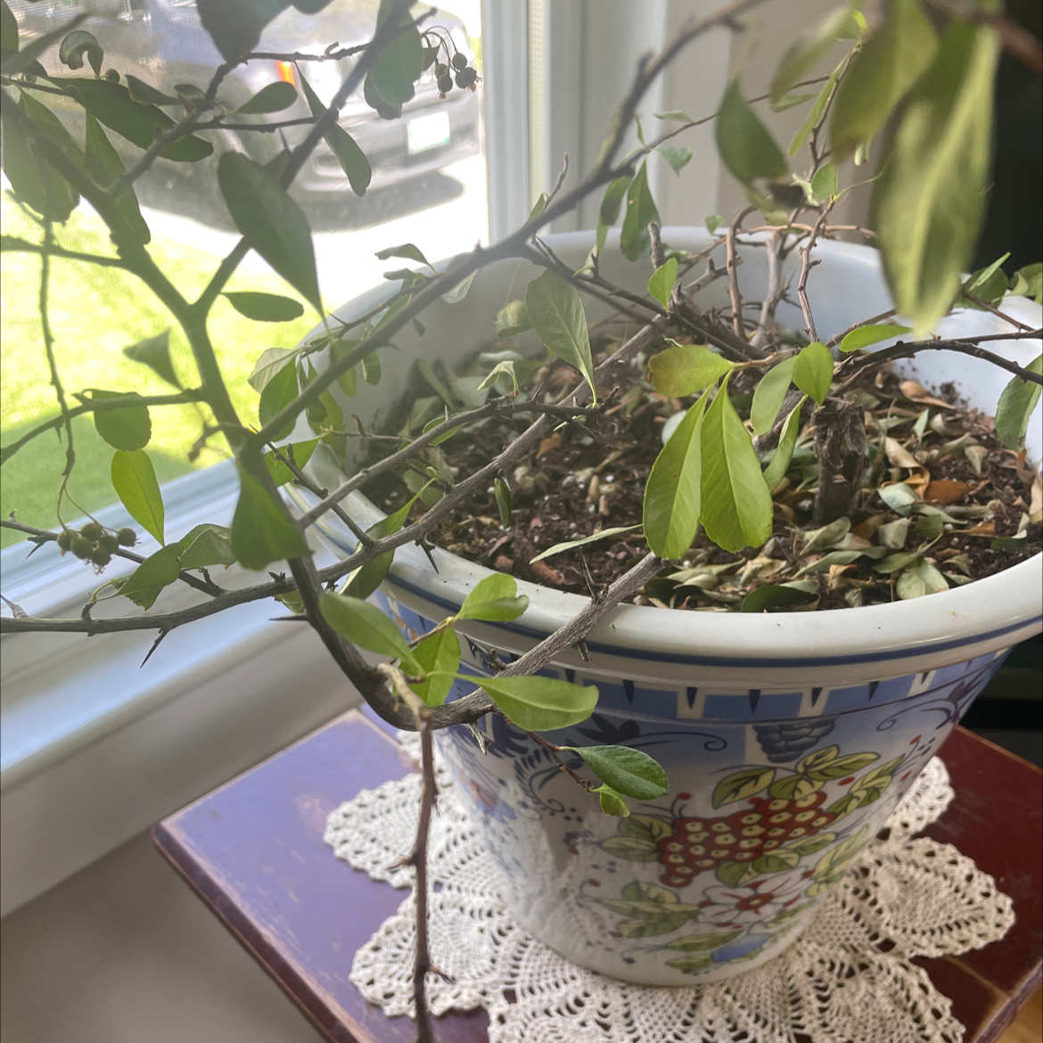 Potted Scarlet Firethorn plant with sparse foliage and visible soil near a window.
