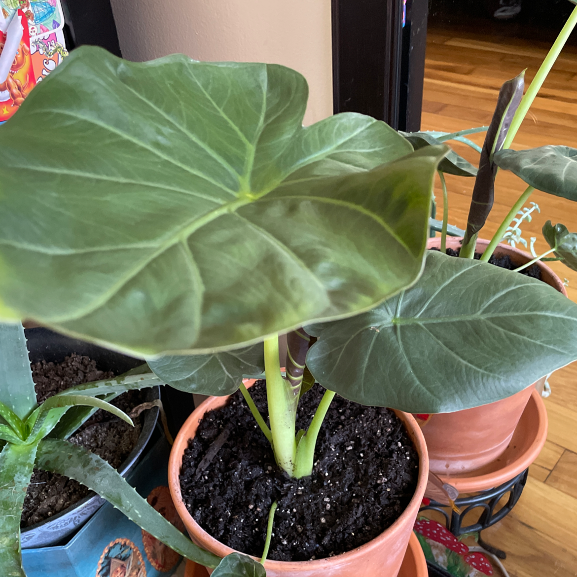 Potted New Guinea Shield plant with large green leaves and visible soil.