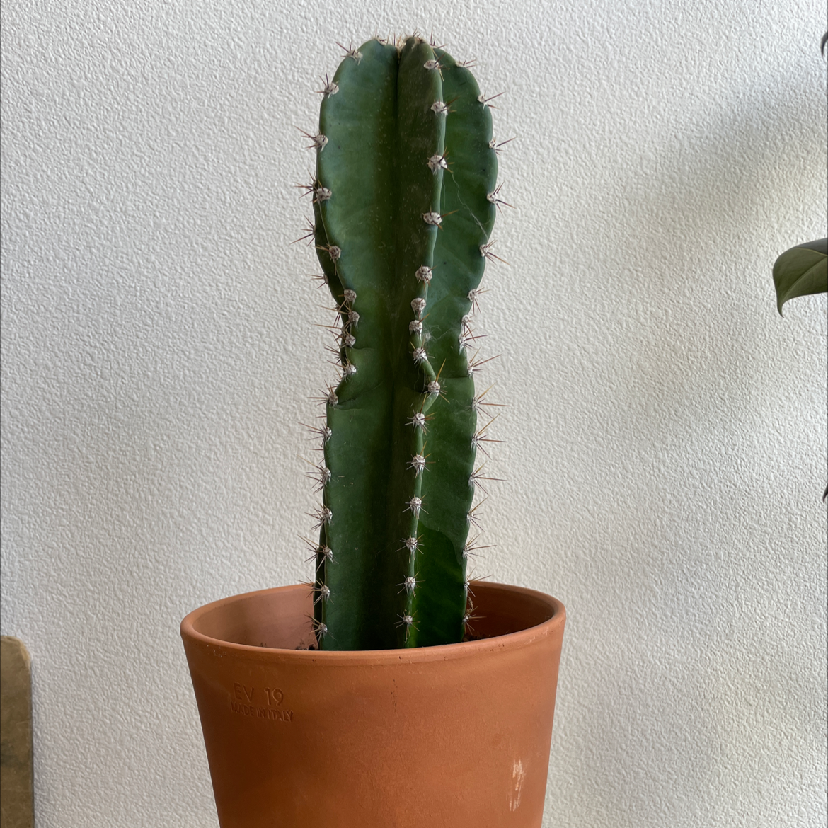 Photo of the plant species Pleated Cereus by @moonritual named Apple on Greg, the plant care app