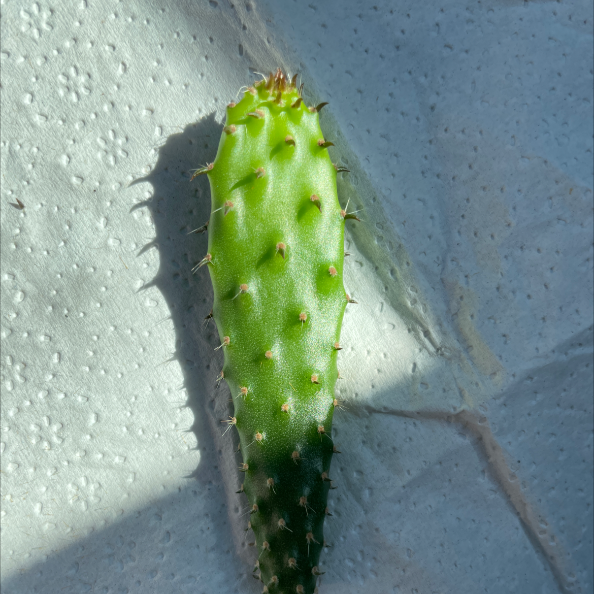 A healthy segment of a Woolyjoint Prickly Pear cactus on a textured surface.
