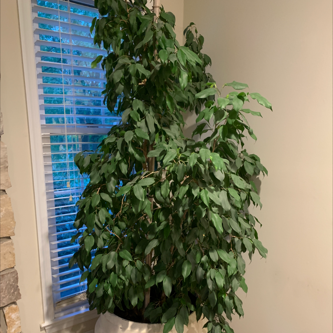 Weeping Fig plant photo by @emileesheridan named Finley on Greg, the plant care app.