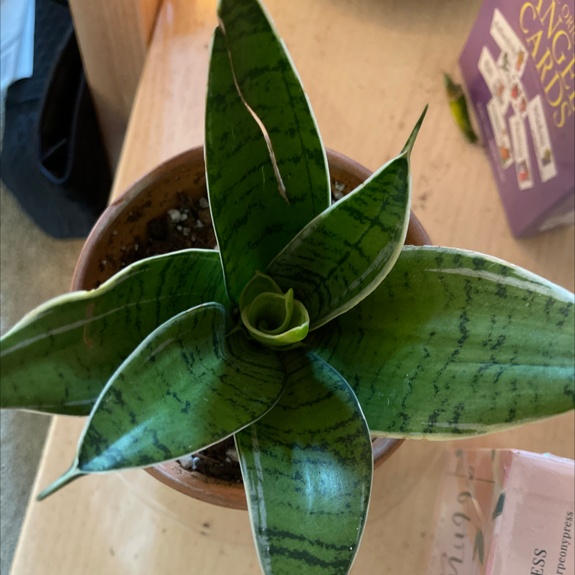 Bird's Nest Snake Plant in a pot with vibrant green leaves and characteristic stripes.