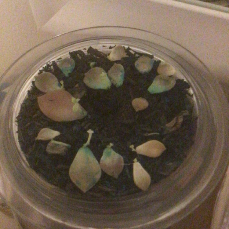 Photo of the plant species Taciveria 'Belana' by Gabrielle named Geni on Greg, the plant care app