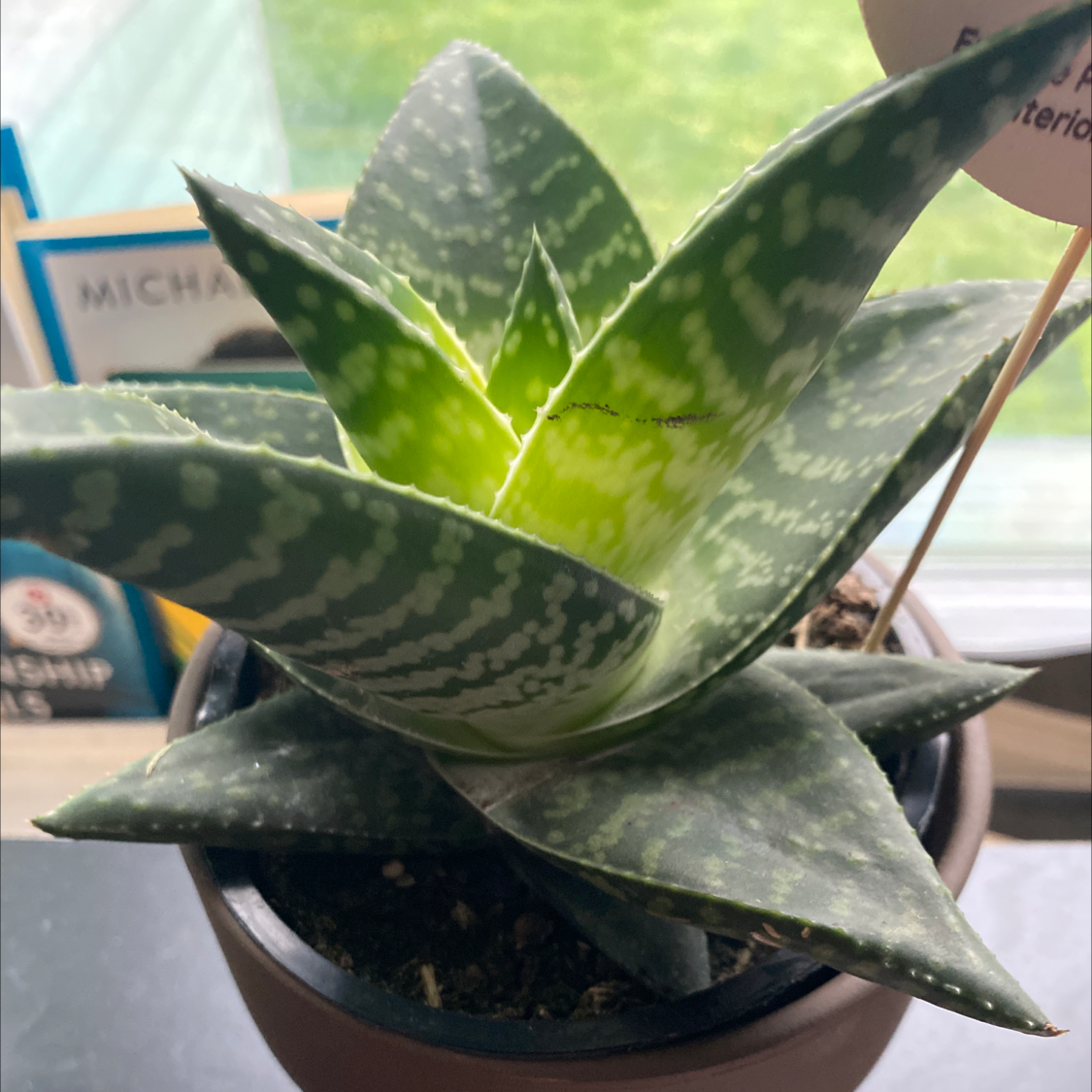 Tiger Aloe plant in a pot with green leaves and white markings.