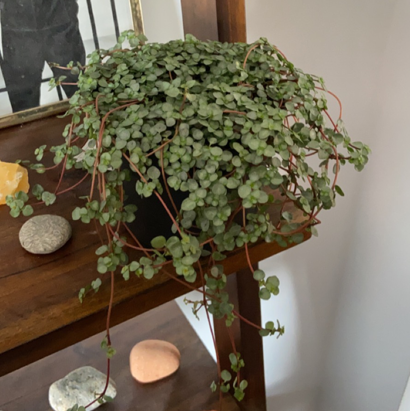 Pilea 'Aquamarine' plant on a wooden shelf, healthy with trailing stems.