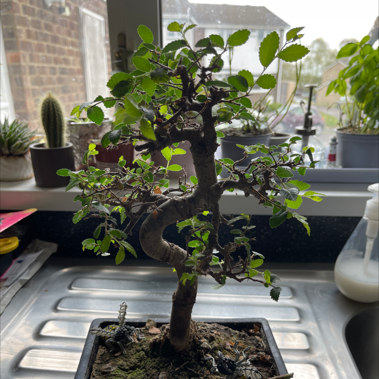 A vibrant, healthy Chinese Elm bonsai tree with dense green foliage, potted in a rectangular bonsai tray.
