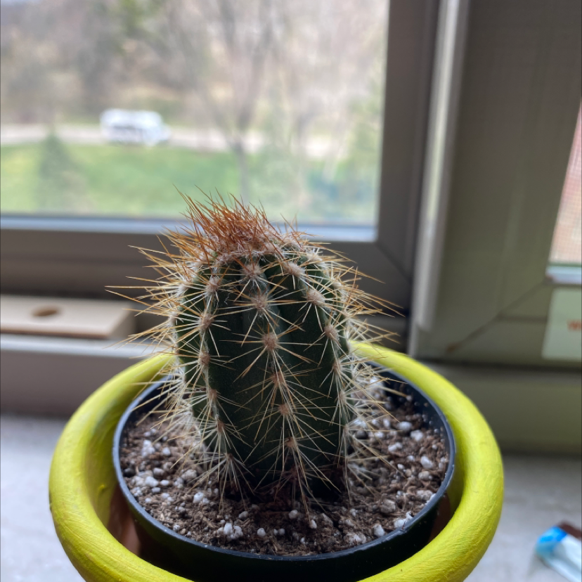 A small Blue Columnar Cactus in a pot on a windowsill, appearing healthy.