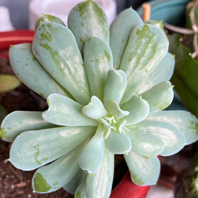 Echeveria Runyonii succulent with some leaf discoloration in a pot.