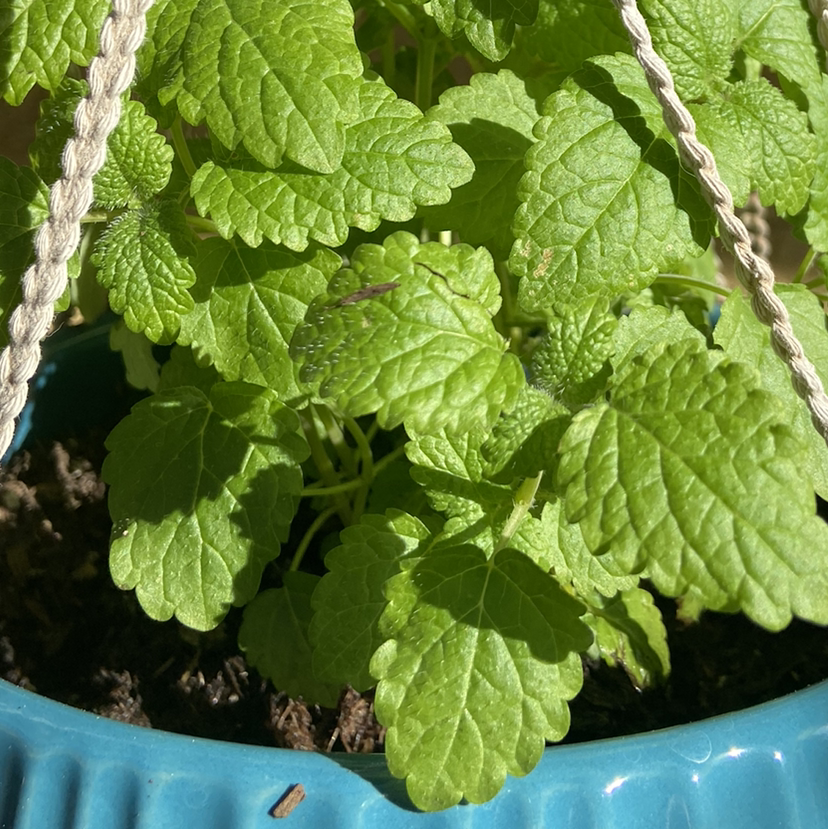 Healthy Lemon Balm plant in a blue hanging pot with visible soil.