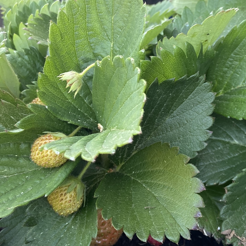 California Strawberry plant with green leaves and developing strawberries.