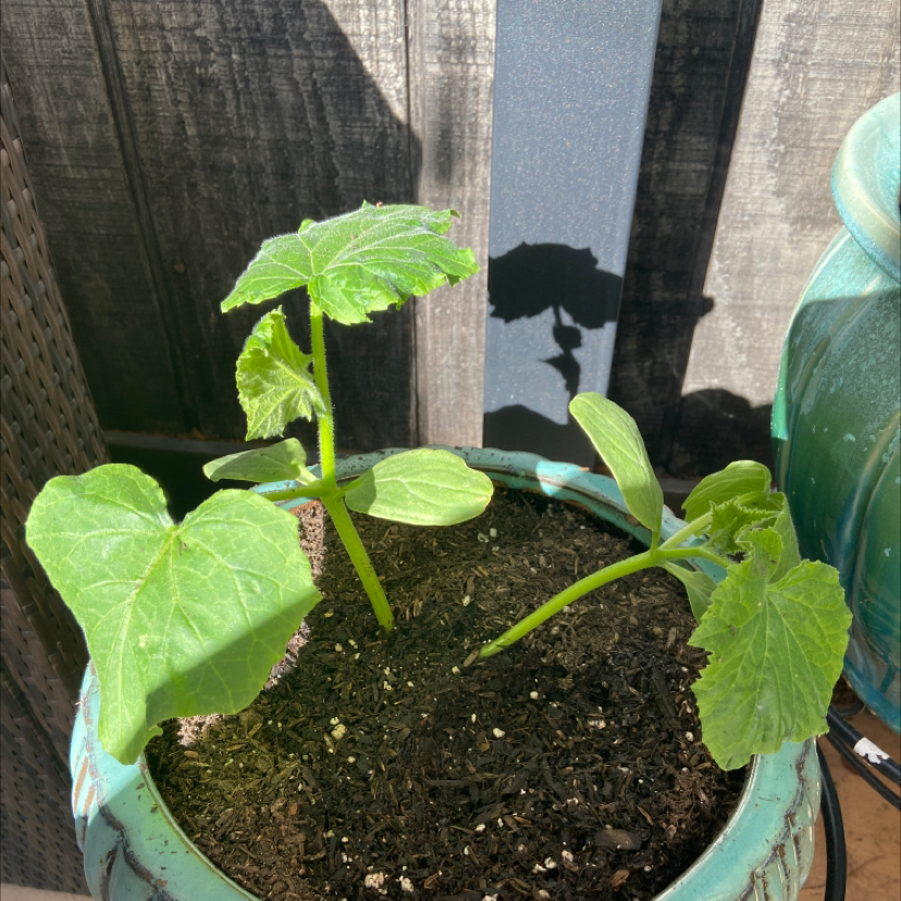 Young cucumber plant in a pot with green leaves and visible soil.