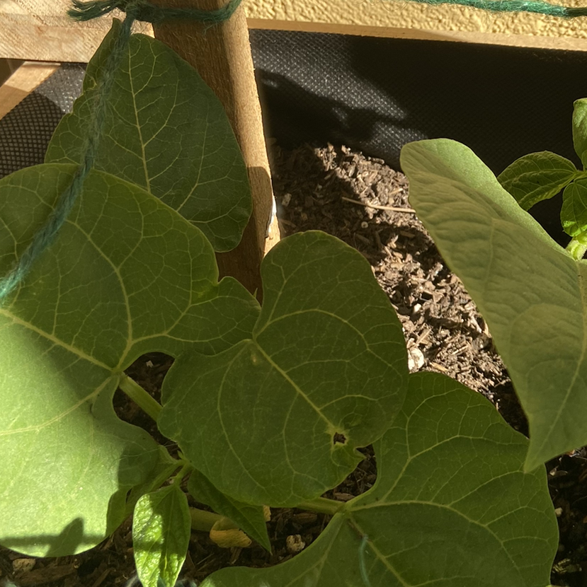 Common Bean plant with healthy green leaves and visible soil.
