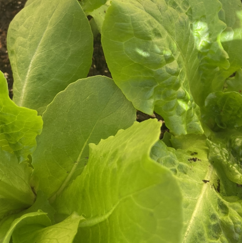 Lush, vibrant green lettuce leaves growing close together. The leaves have a crinkled texture and the plant appears very healthy.