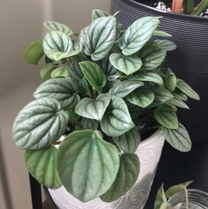 Moonlight Peperomia plant photo by Annaliese named silver on Greg, the plant care app.