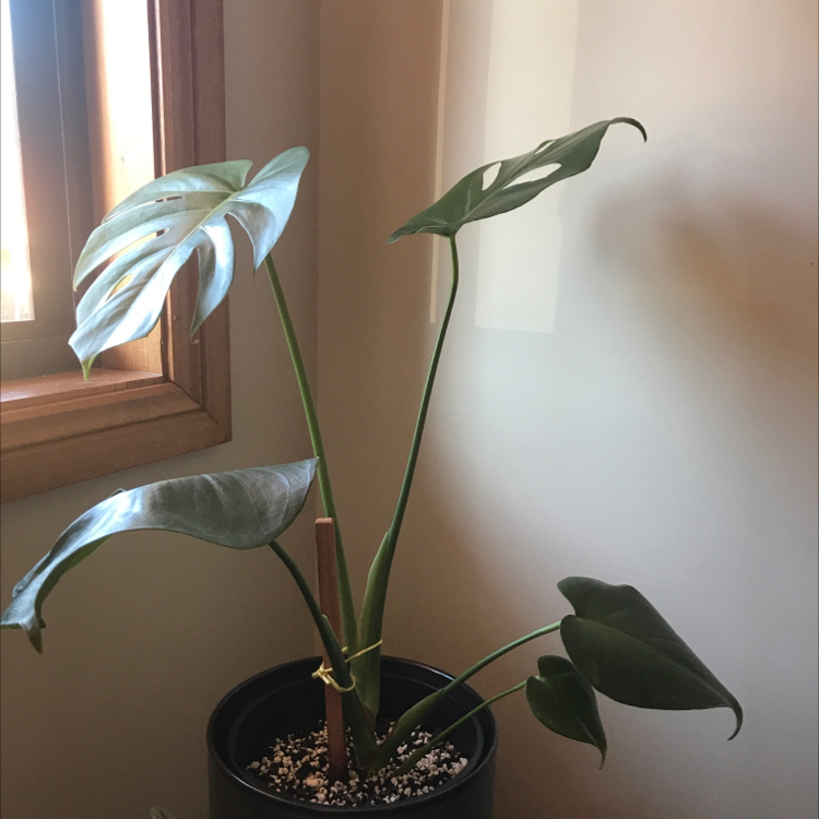 Monstera plant photo by Annaliese named Monte on Greg, the plant care app.