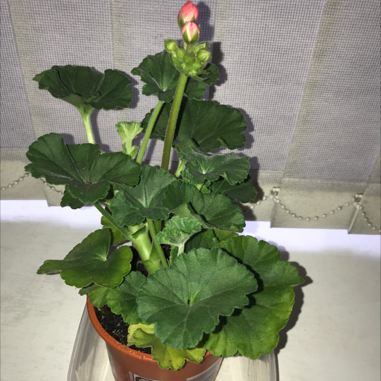 Photo of the plant species Scarlet geranium by Taylor named Scarlet geranium on Greg, the plant care app