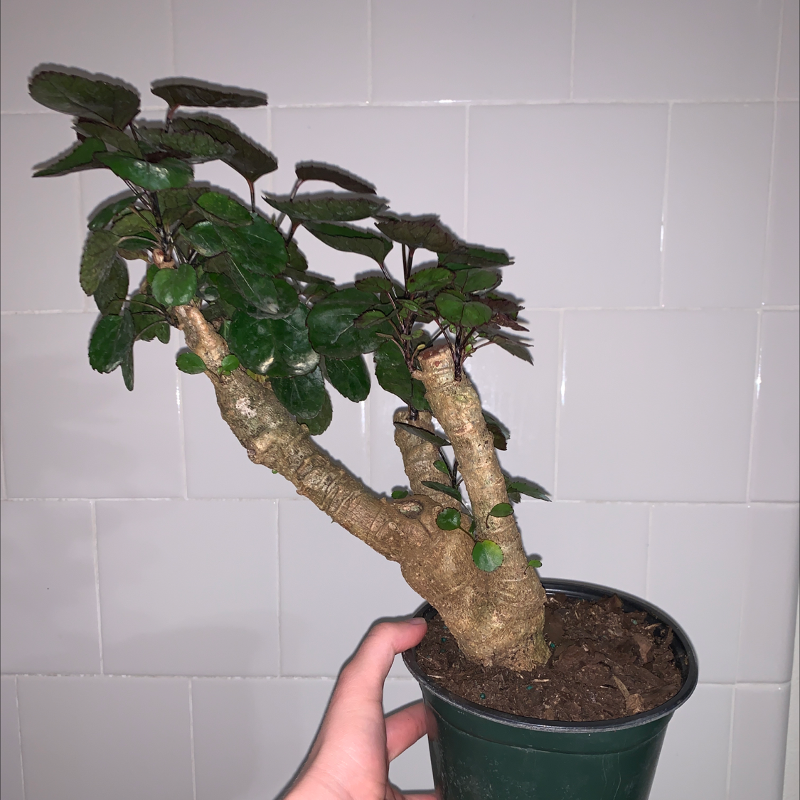 Fabian Aralia plant in a pot, held by a hand, with green leaves and a thick woody stem.
