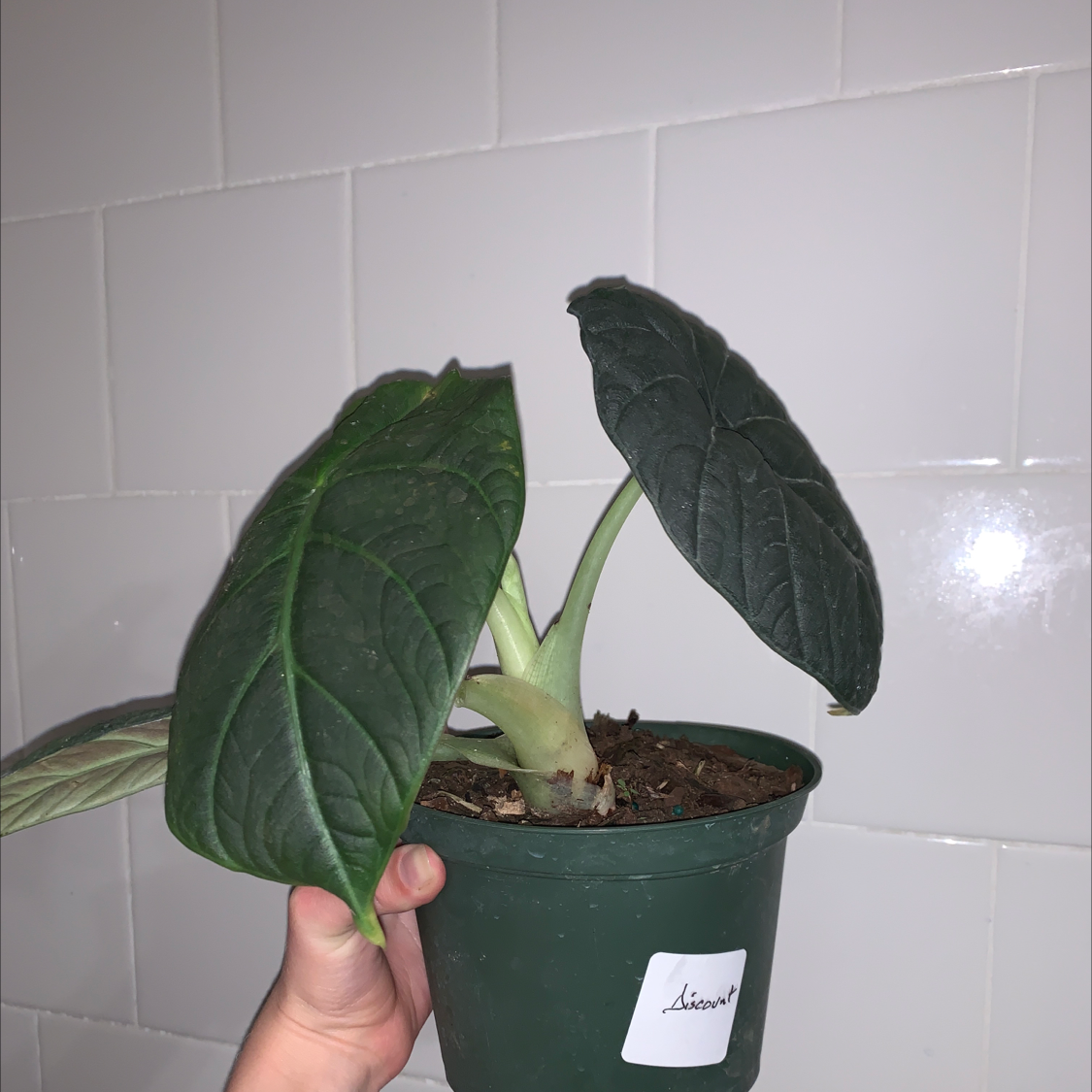 Potted Alocasia 'Maharani' plant with dark green leaves, held by a hand.