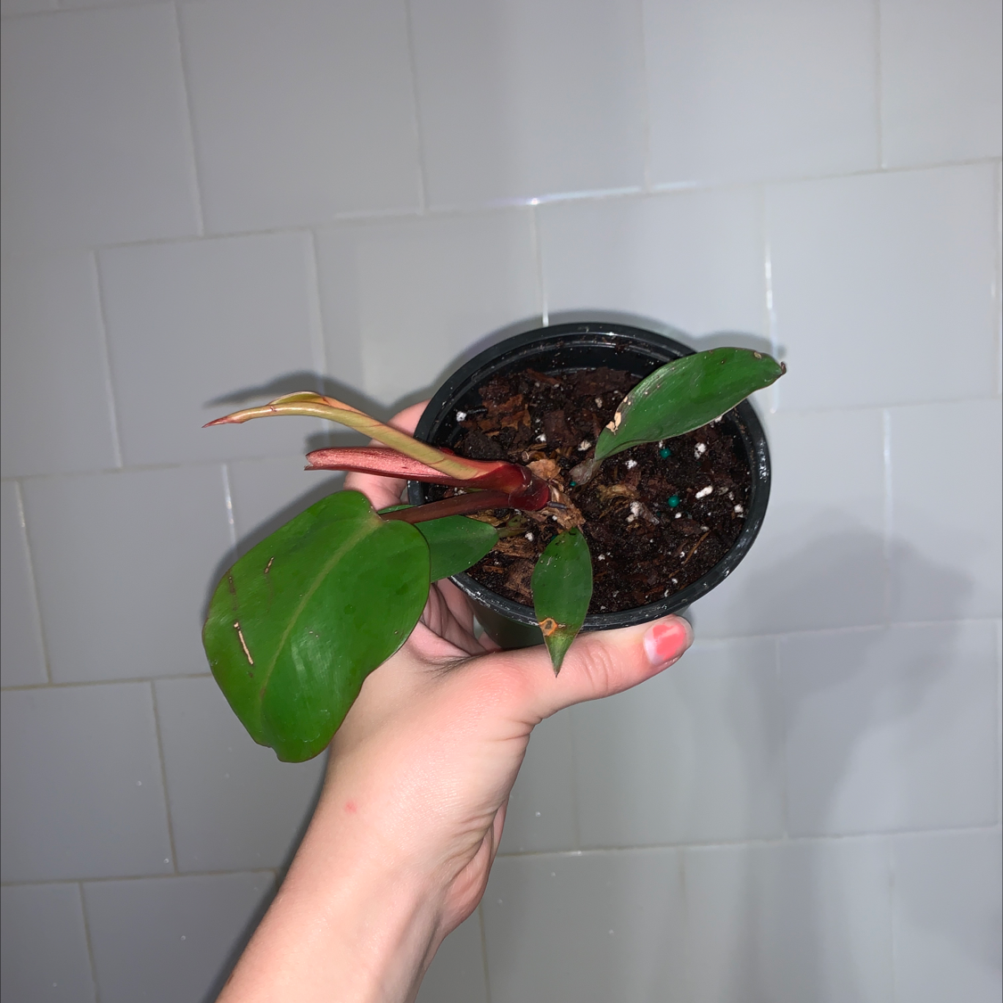Potted McColley's Finale plant with visible soil and some yellowing on one leaf, held by a hand.