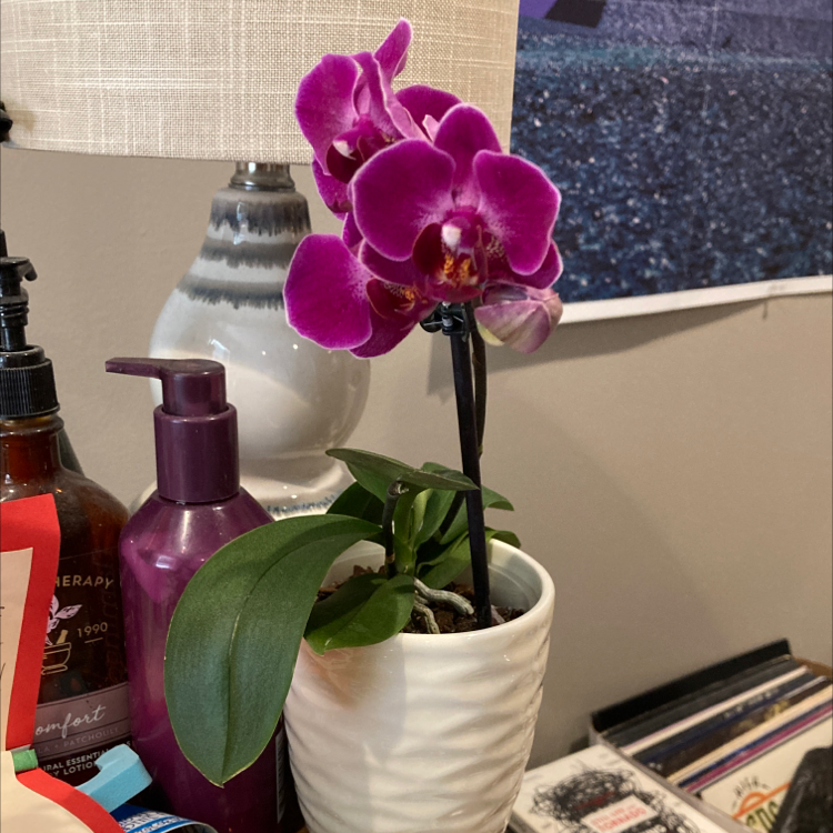 Phalaenopsis Orchid plant photo by @Cracktarheroin named Gertrude on Greg, the plant care app.