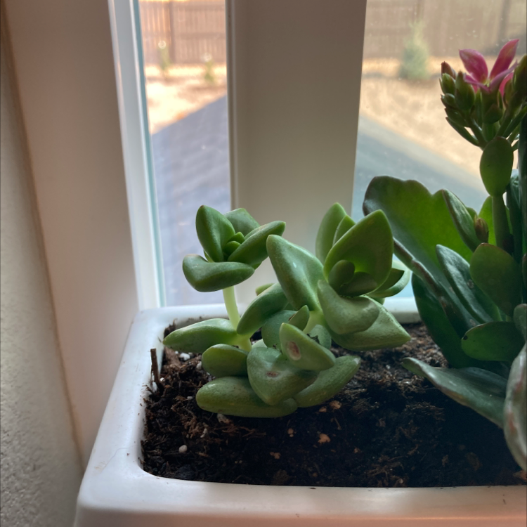 Pig's Ear (Cotyledon orbiculata) succulent in a white pot near a window, with another flowering plant.