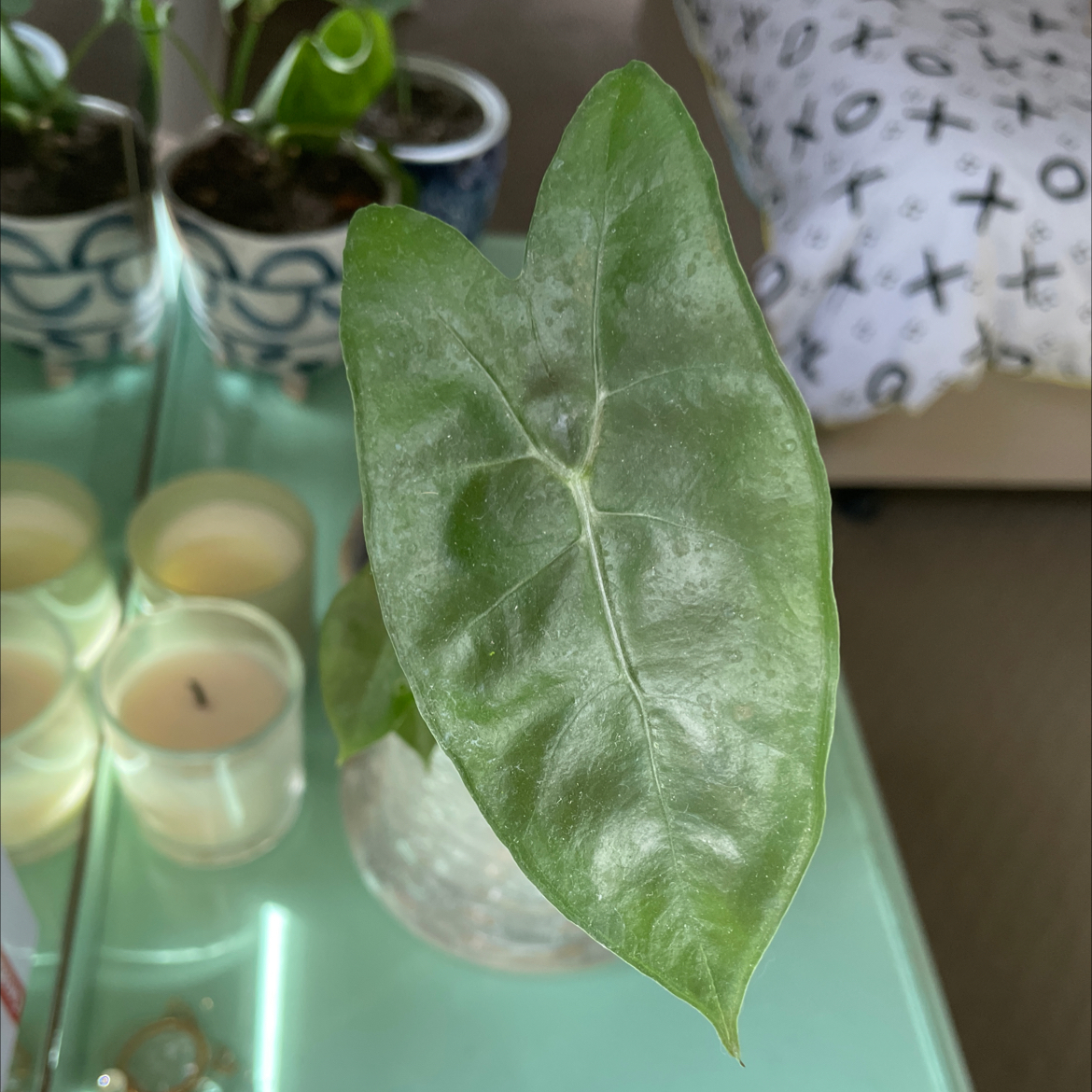 Single leaf of a Green Velvet Alocasia plant, healthy and well-framed.