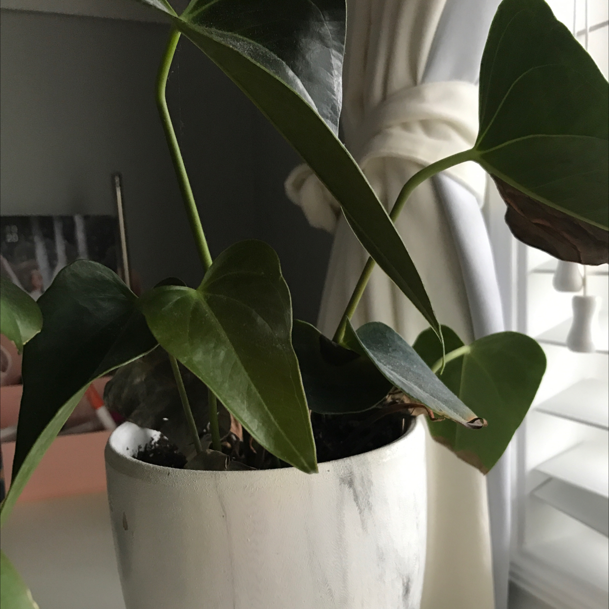 Anthurium 'Queen of Hearts' plant in a white pot with some browning leaves near a window.