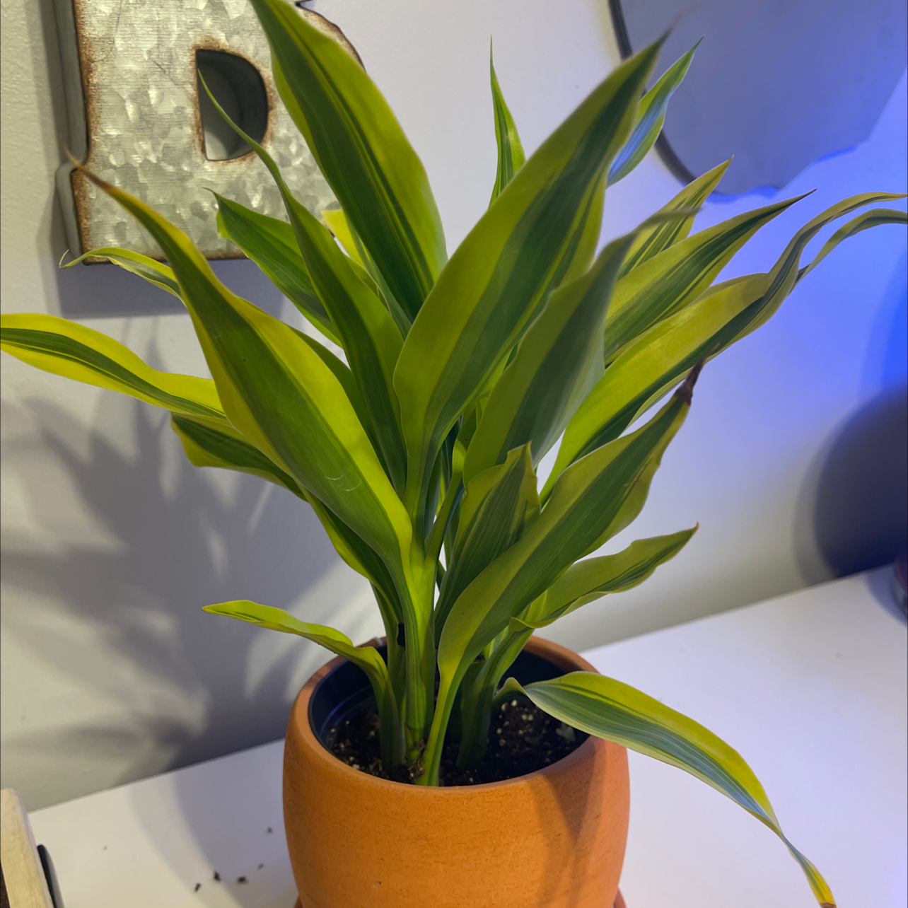 Dracaena 'Sted Sol Cane' plant in a terracotta pot with vibrant green leaves.