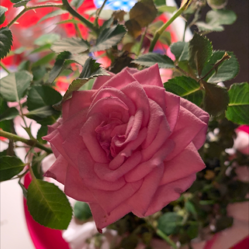 Photo of the plant species China Rose by Fel named Rose on Greg, the plant care app