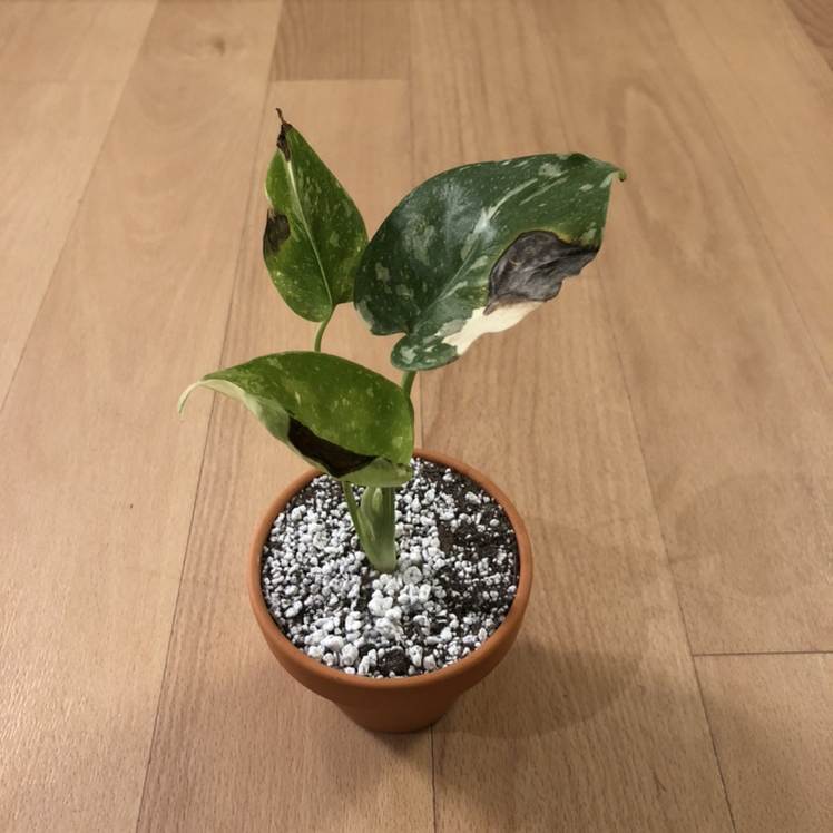 Thai Constellation Monstera plant with variegated leaves, some browning and black spots, in a small pot on a wooden floor.