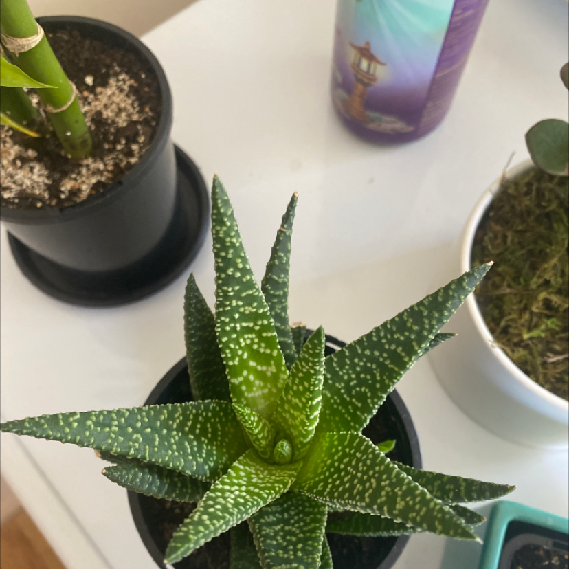 Bredasdorp Gasteria plant in a pot with green leaves and white spots.