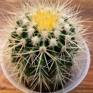 Golden Barrel Cactus plant in New York, New York