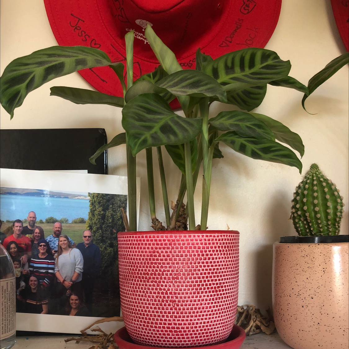 Zebra Calathea plant in a red pot with another plant and a photograph in the background.