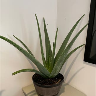 Aloe Vera plant in Alpharetta, Georgia