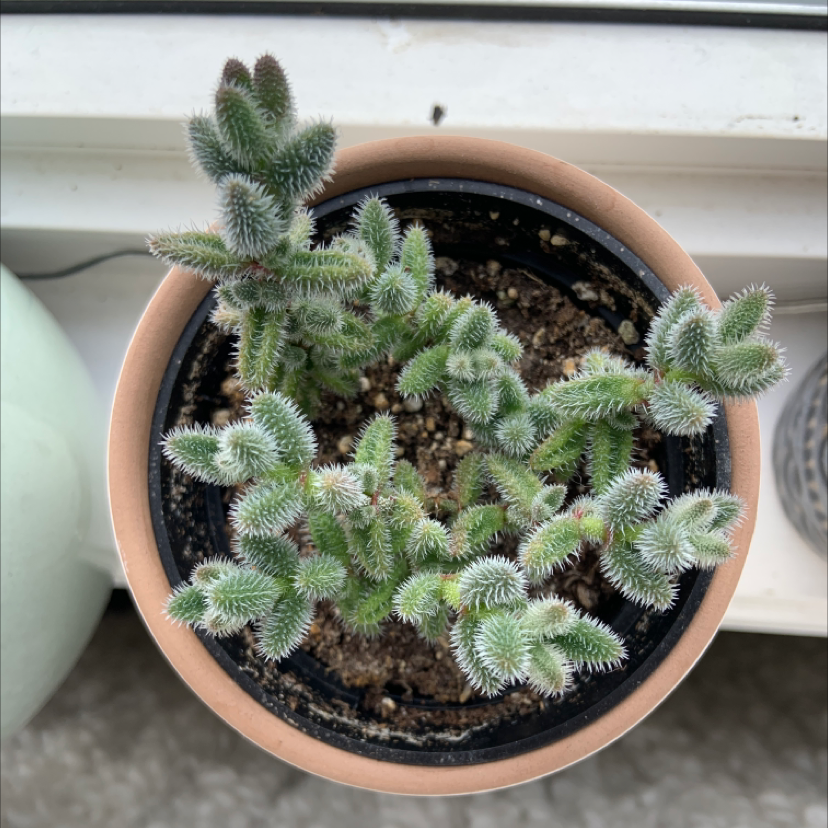 Top view of a healthy Pickle Plant in a pot with visible soil.