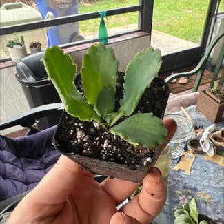 Mother of Thousands plant in Pembroke Pines, Florida