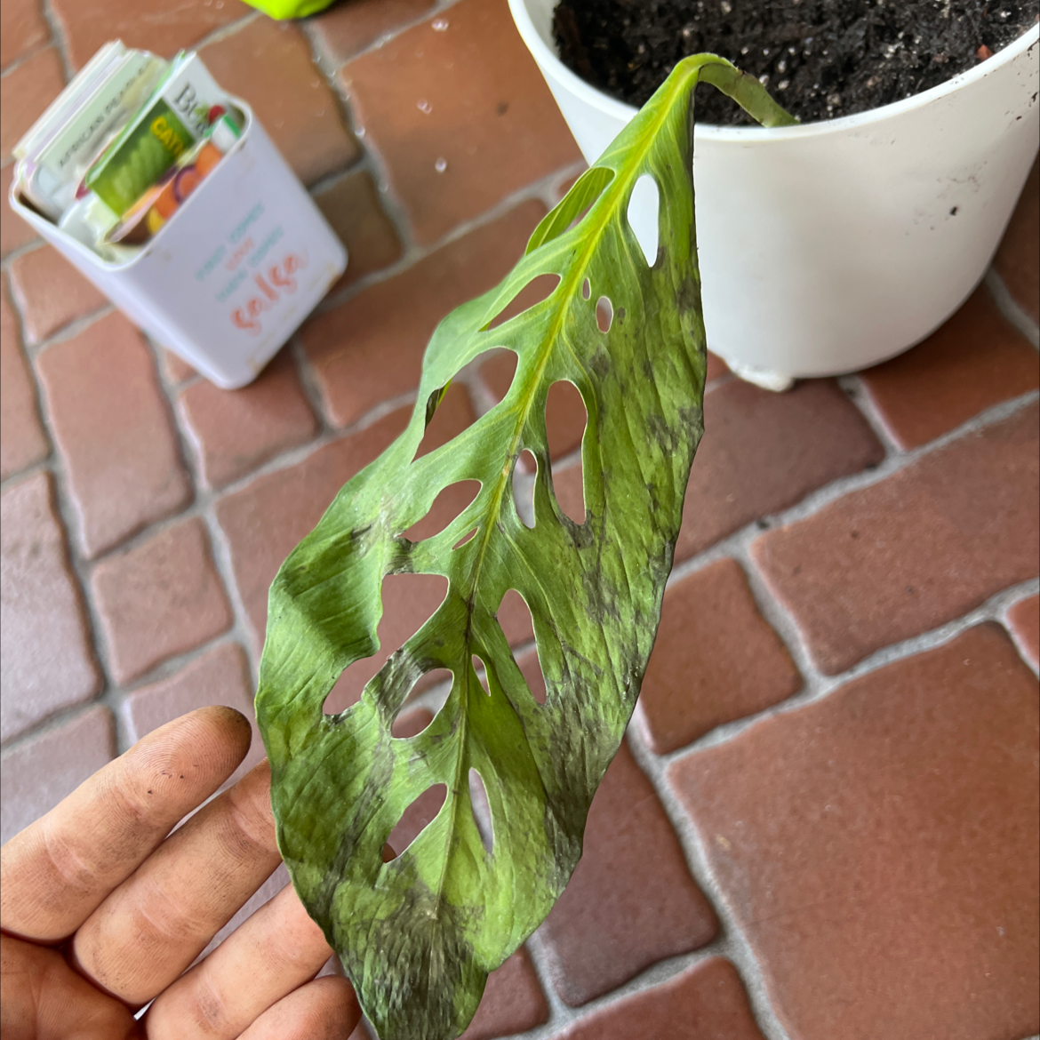 Healthy Monstera deliciosa leaf with characteristic holes and fenestrations, held in hand against brick background.