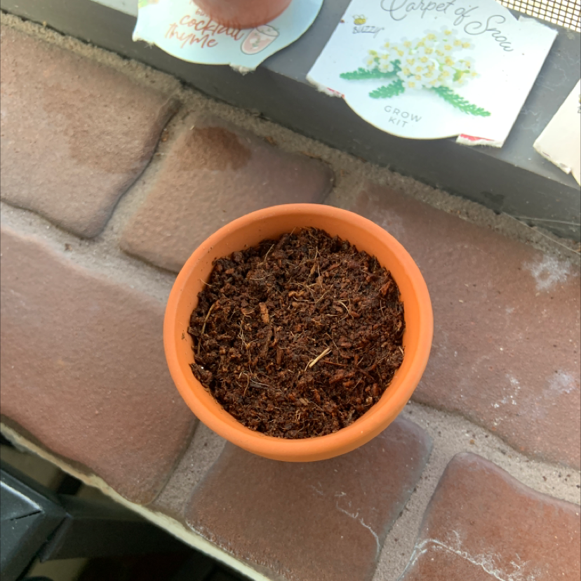 A hand holding a seed packet above a small terra cotta pot filled with potting soil, depicting the early stages of planting a flower or herb.