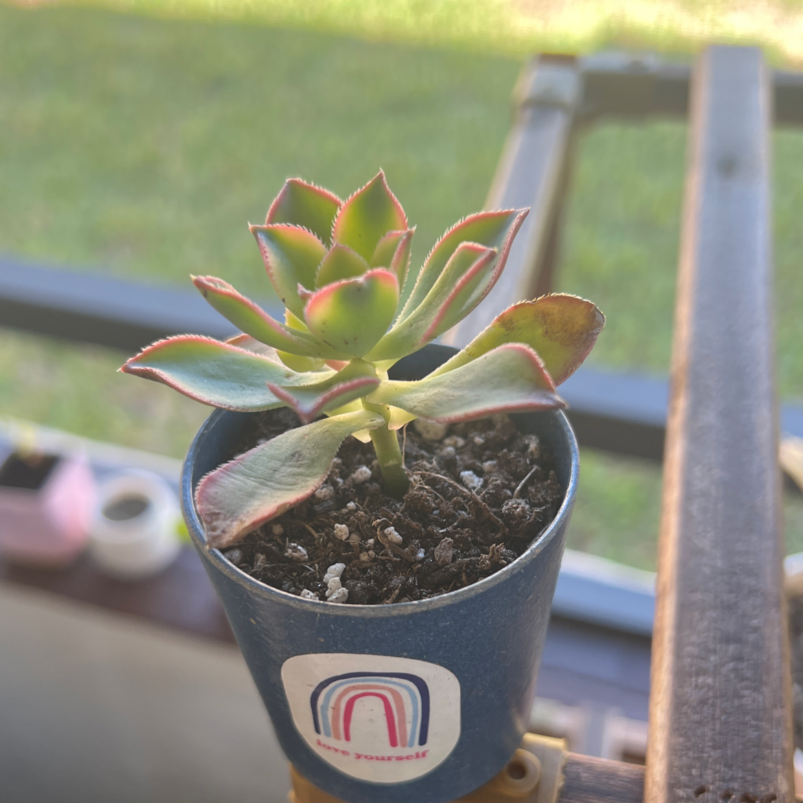 Aeonium 'Kiwi' plant in a blue pot with slight browning on leaf edges.
