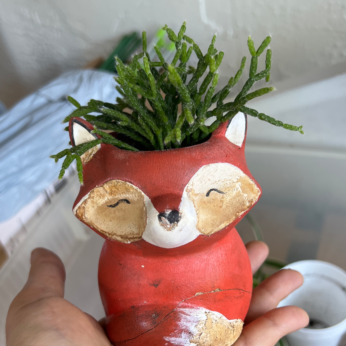 Hairy Stemmed Rhipsalis plant in a decorative fox-shaped pot, held by a hand.