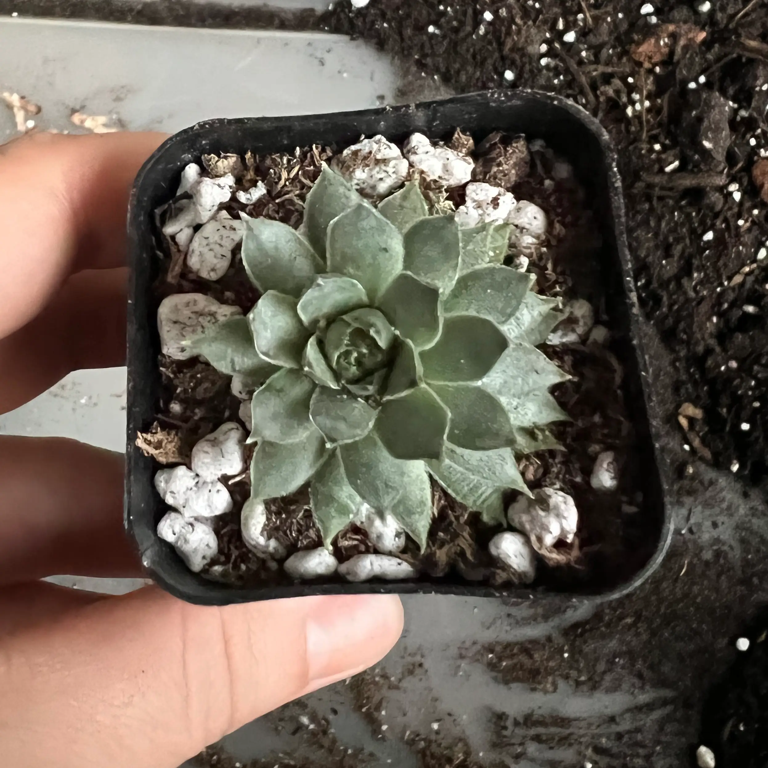 Sempervivum calcareum plant in a small pot with visible soil, held by a hand.